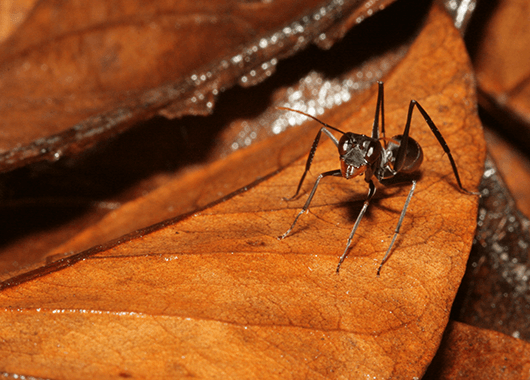Ants (Source: Kit Martin)