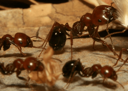 Ants (Source: Antropology)