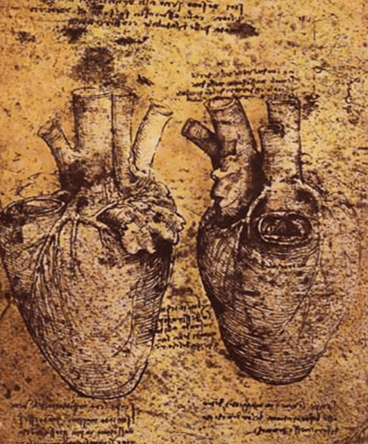 Da Vinci's drawing of an anatomical heart (Source: Wikimedia Commons)