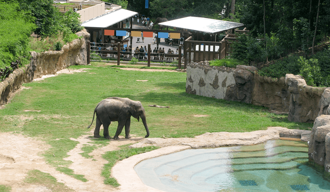 Elephant Enclosure at the National Zoo in Washington, D.C. (Source: PJA Architects)