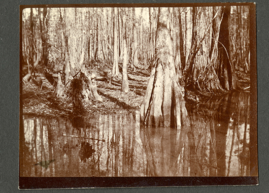 Cypress Swamp in South Carolina, 1898 (Source: Smithsonian Institution/Flickr)
