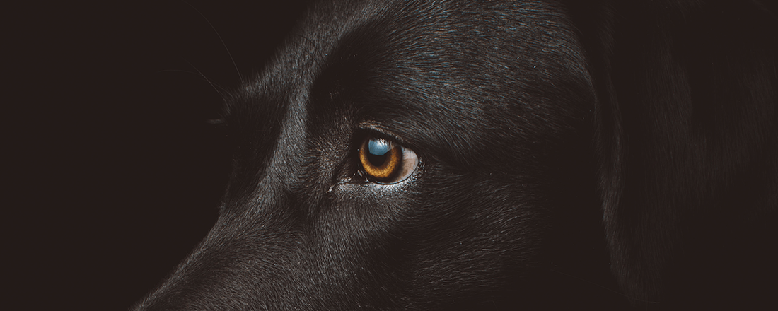 Black Dog Eye