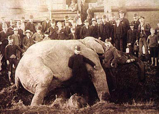 Jumbo's Death in 1885 (Source: Wikipedia)