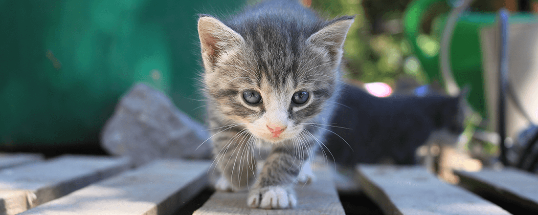 Kitten Pounce
