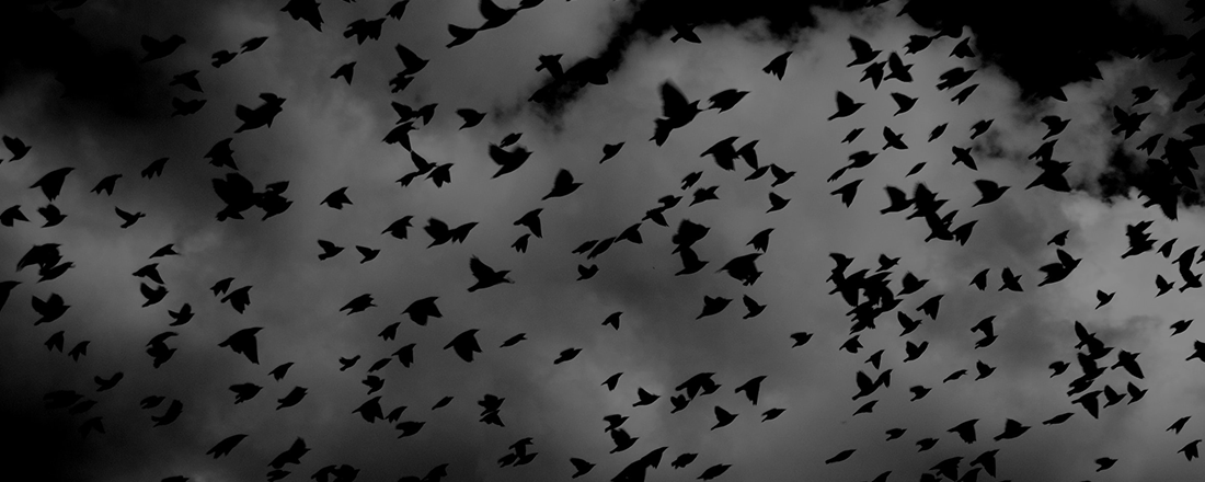 Birds in a Black Swarm